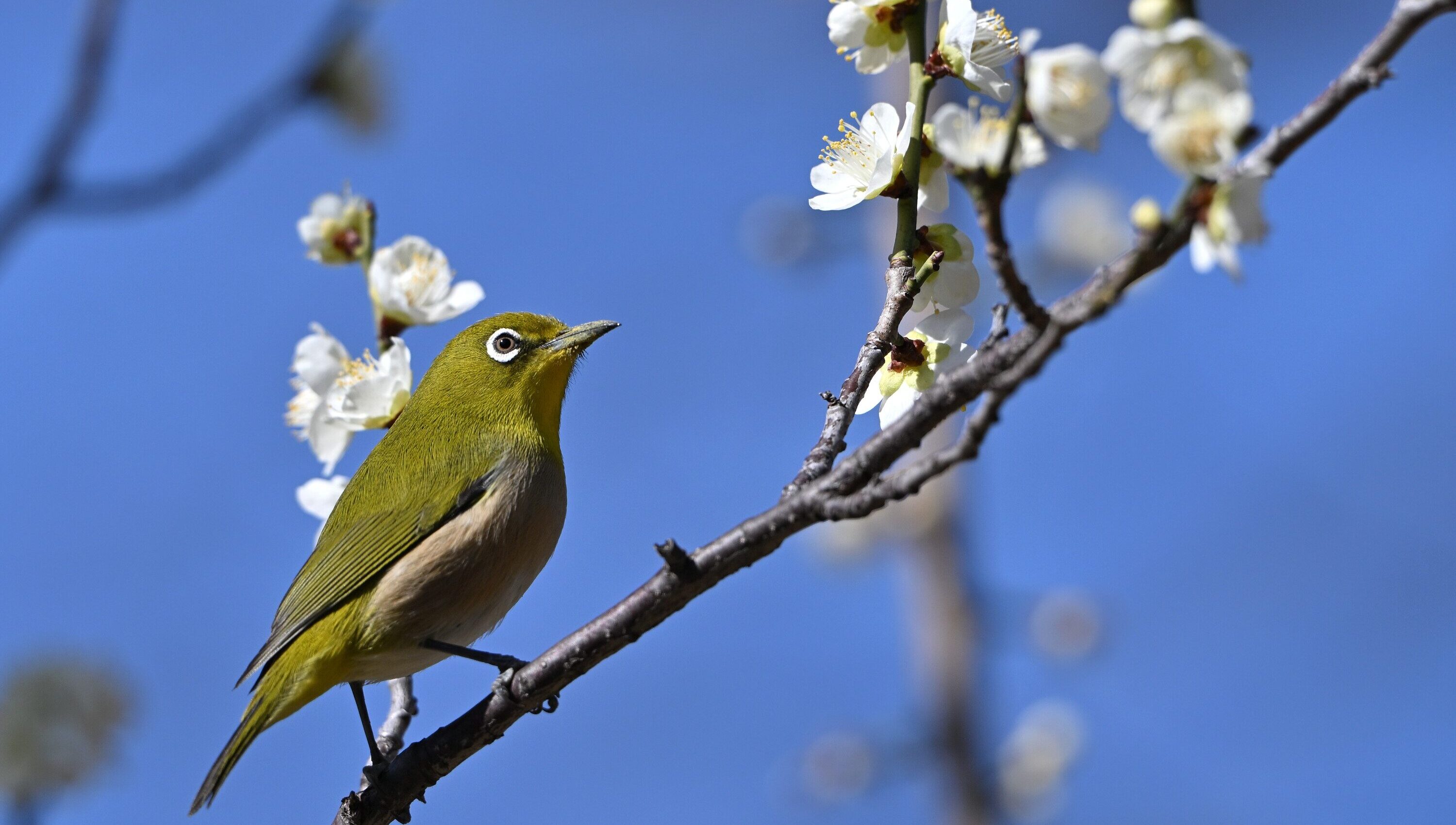 笠寺公園の梅林とメジロ