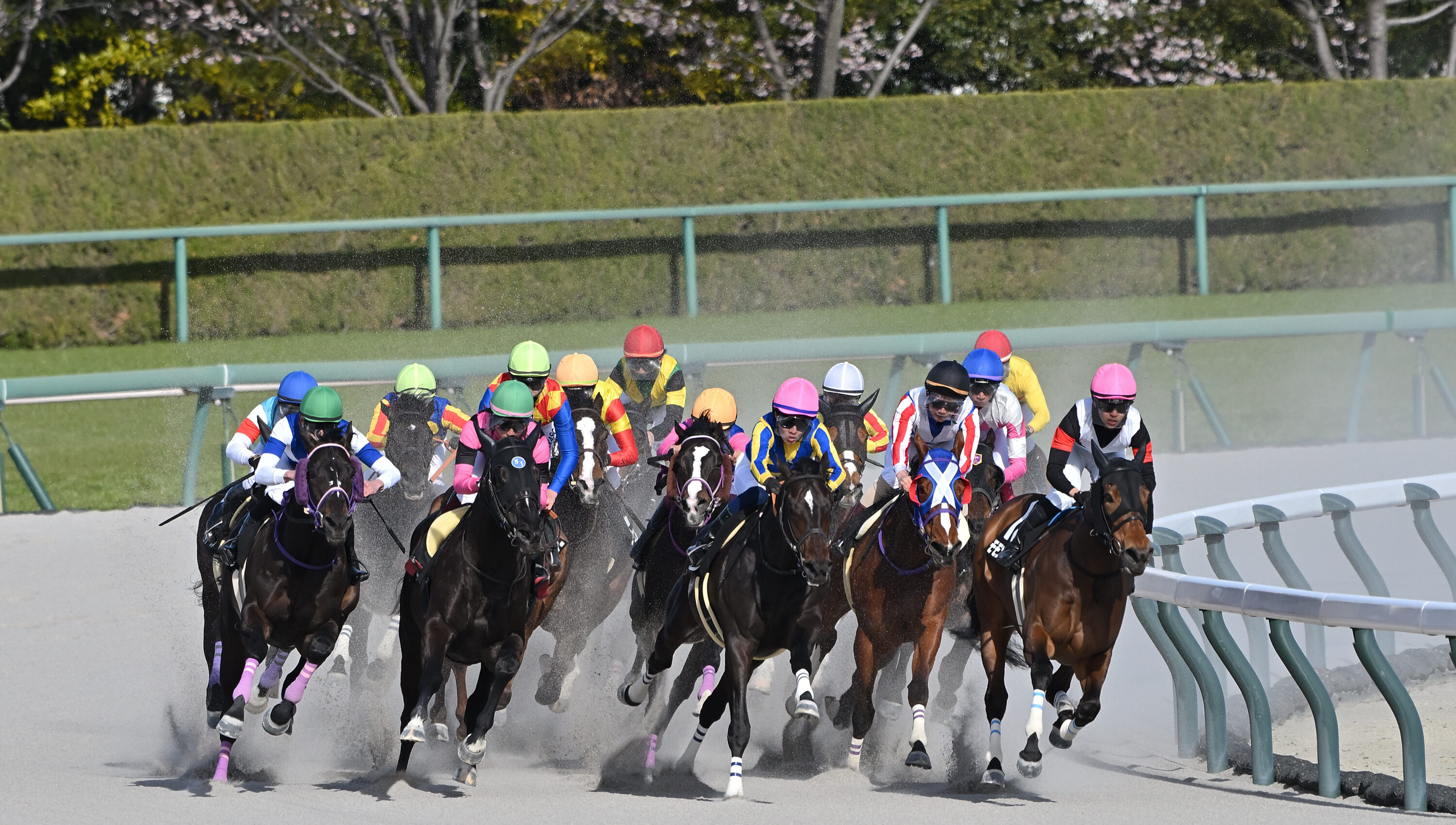 中京競馬場で競走馬の撮影
