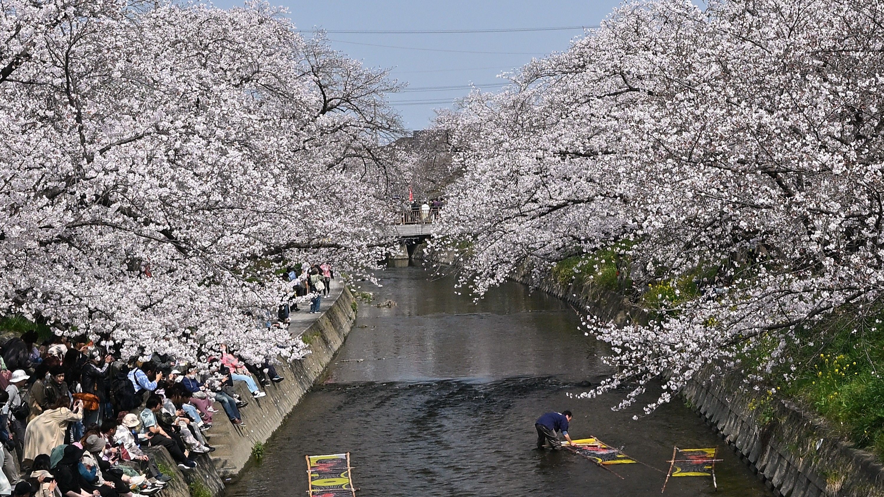 五条川の桜と「のんぼり洗い」