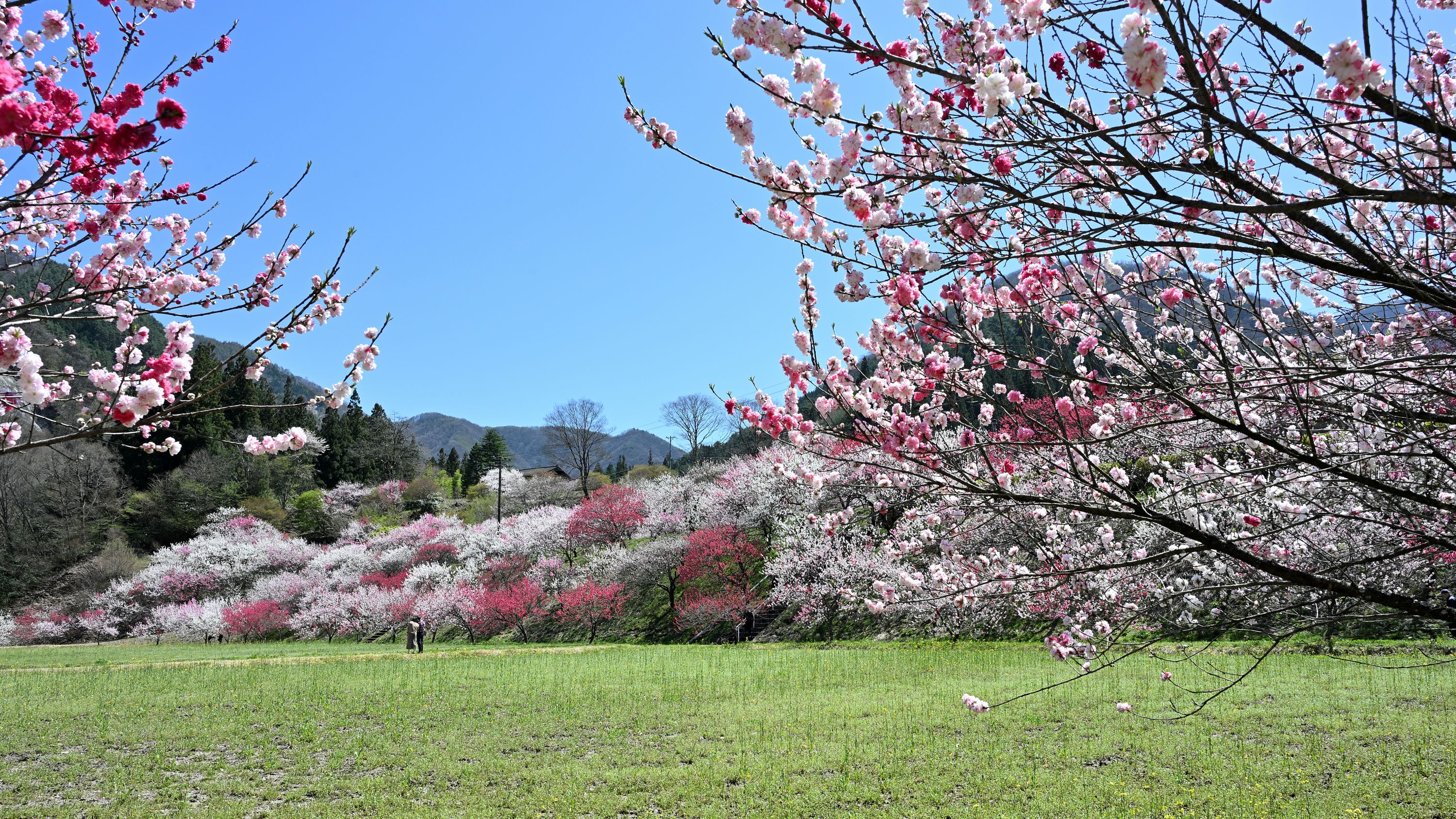 月川温泉花桃の里